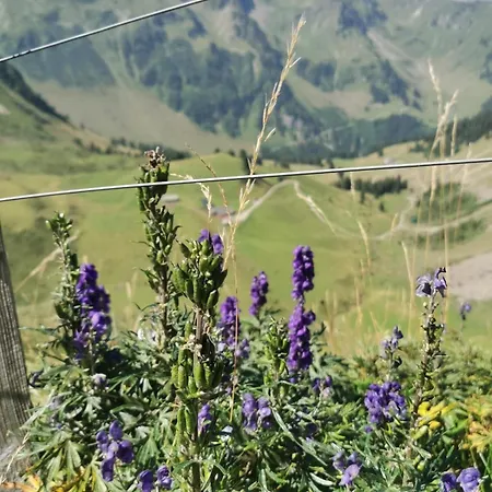 Appartement Cozy, Sunny Apartment, Interlaken Region *